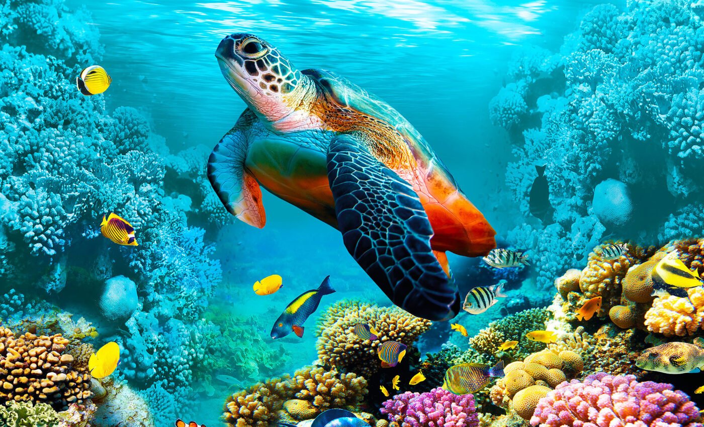 World Sea Turtle Day: A tribute to resilience and conservation