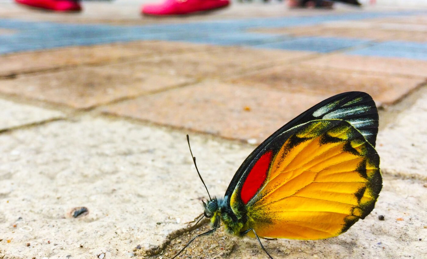 Vanishing pollinators: Urban expansion directly linked to decimation of butterfly and bee populations
