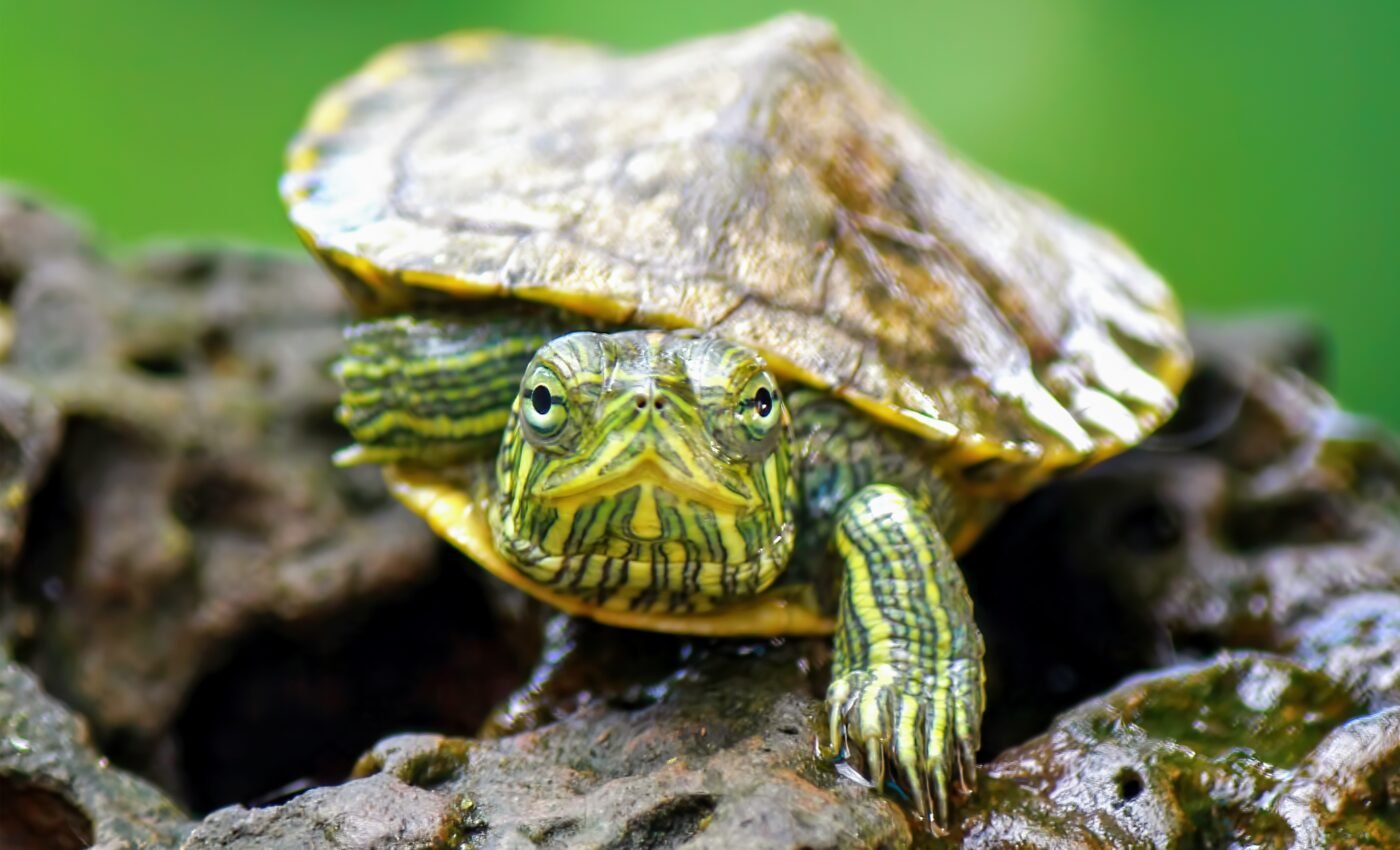 Warming temperatures could make female turtles better mothers
