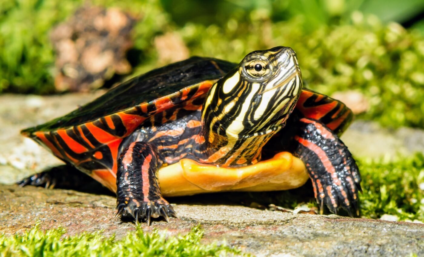 Droughts threaten the delicate balance of painted turtle populations