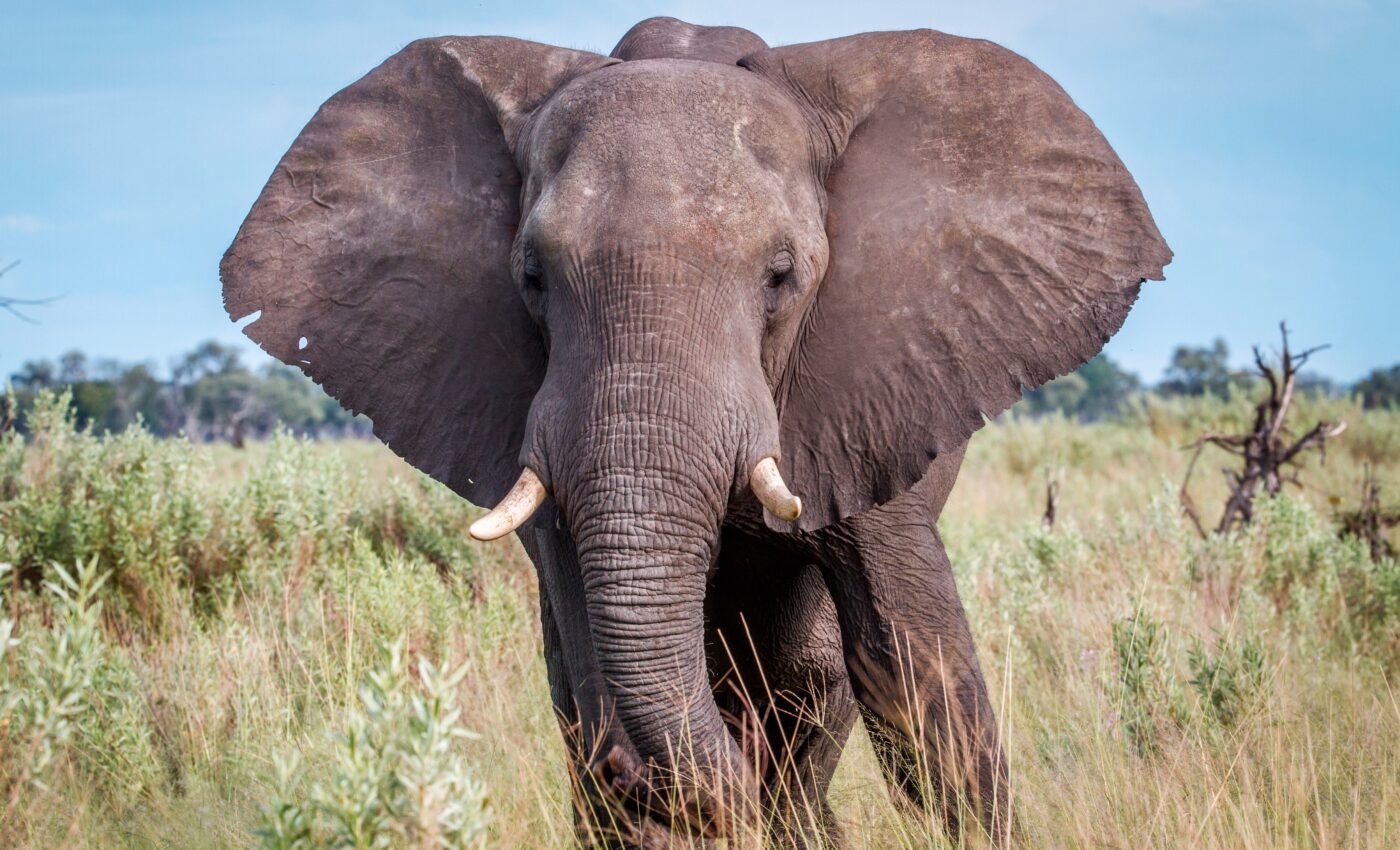 Surprising link between elephant testicle temperature and cancer resistance