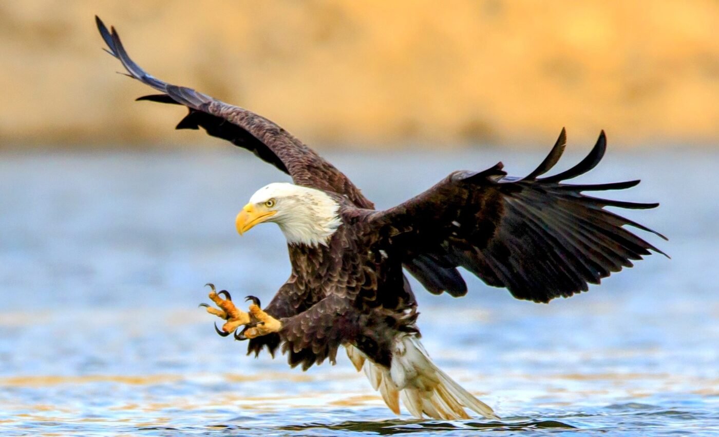Lead ammunition is a silent threat to bald eagle recovery