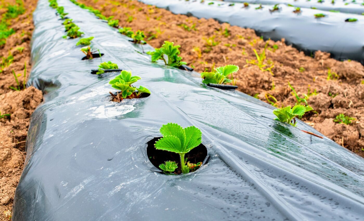 Plastic mulch used in strawberry production leads to long-term pollution