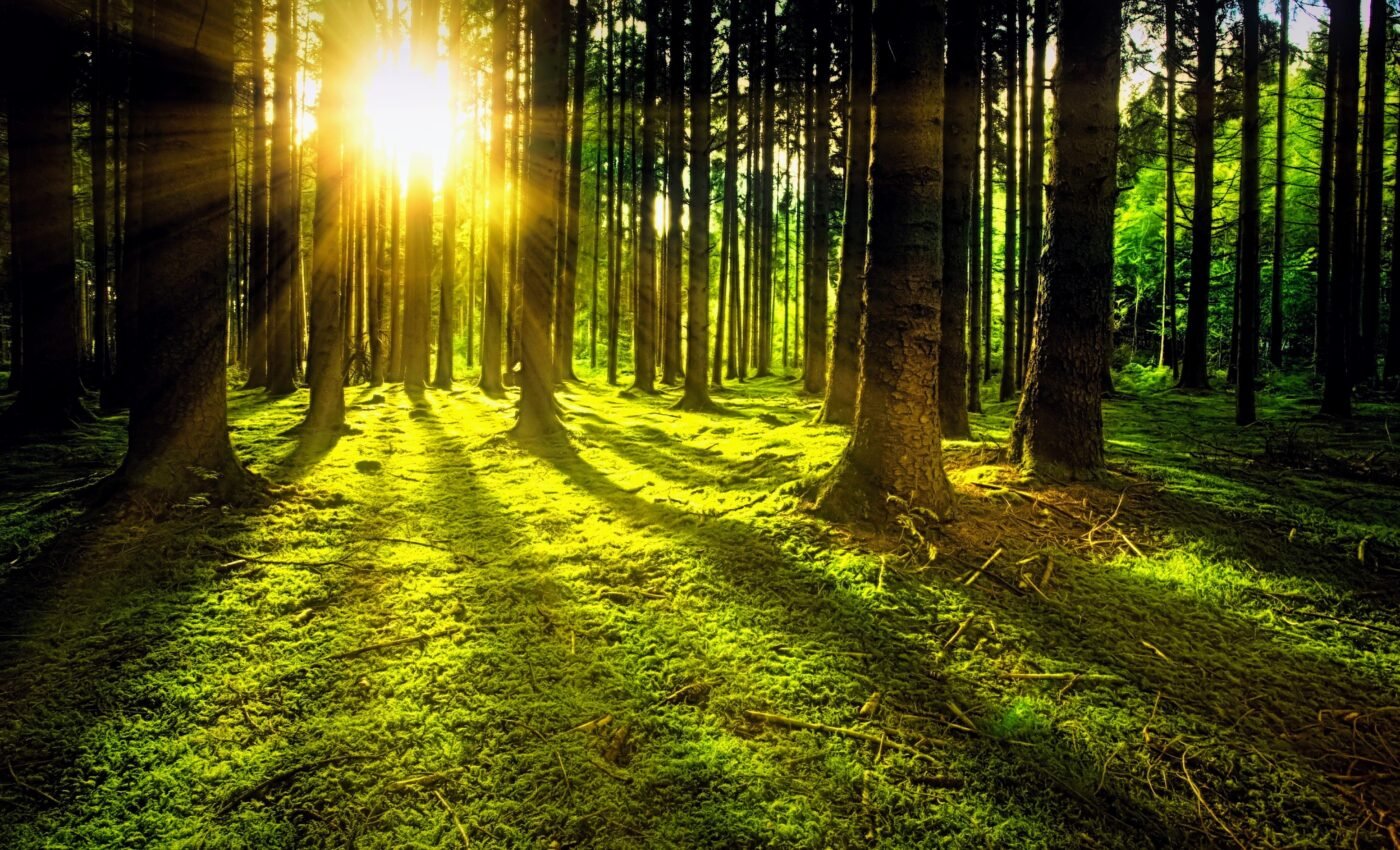 America's forests are in a race against climate change