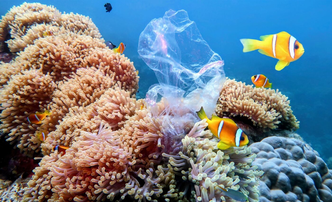 Coral reef plastic pollution increases with depth and near protected areas