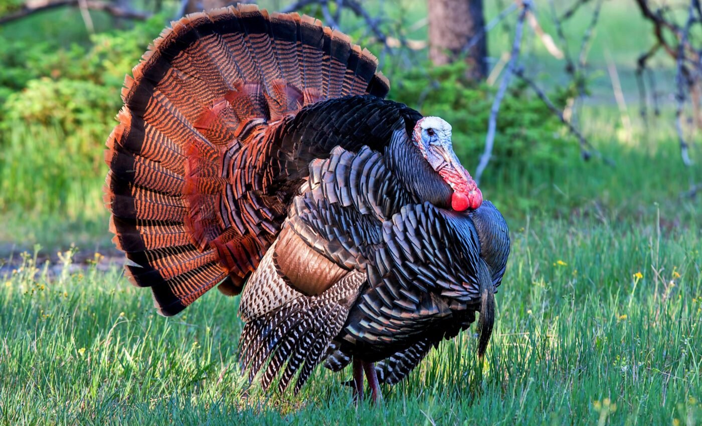 Wild turkeys struggle to shift their behavior in response to climate change