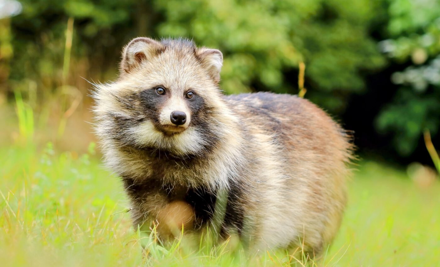 Economic time bomb: Costs of invasive species are greatly underestimated