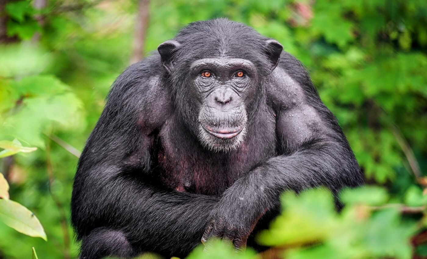 World Chimpanzee Day: Celebrating our closest cousins