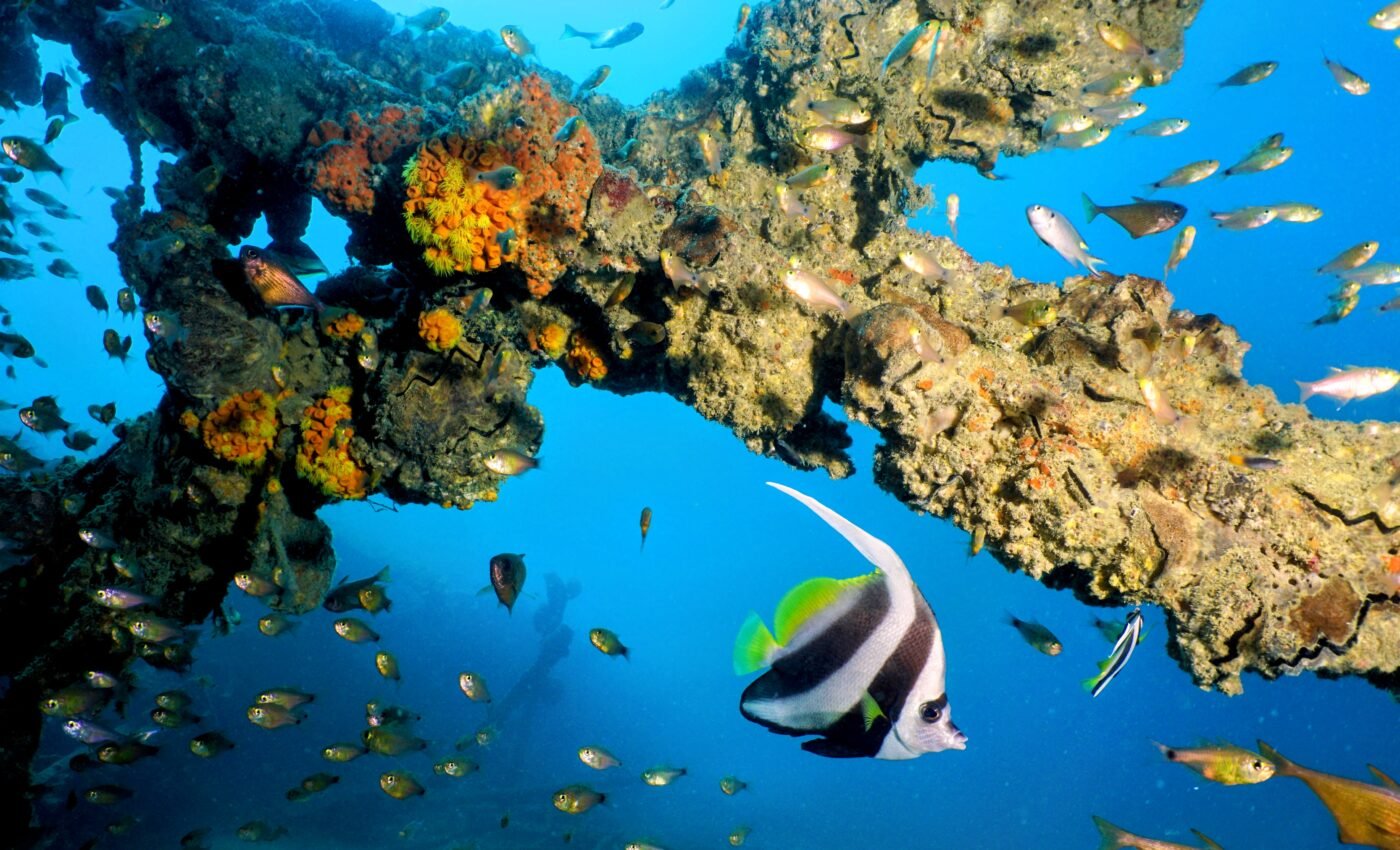 Underwater upheaval: The ecological impact of deep-sea mining