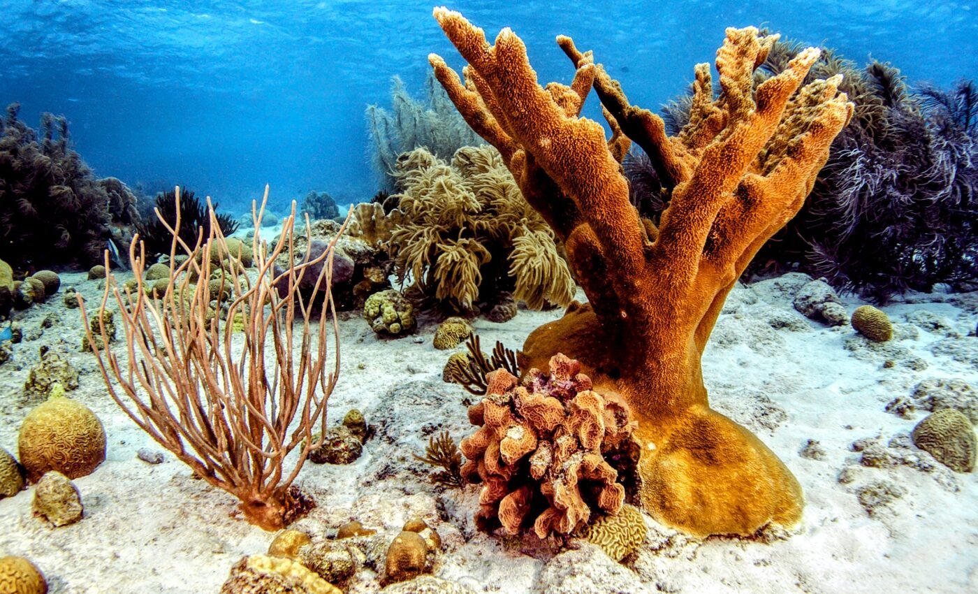 Favorable conditions offer hope for endangered elkhorn coral