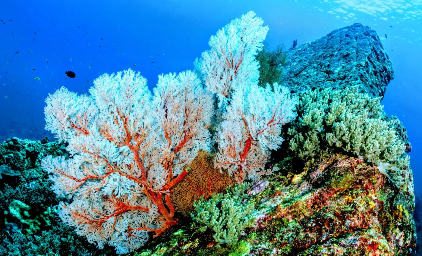 Symbiosis will help some corals survive in a warming world