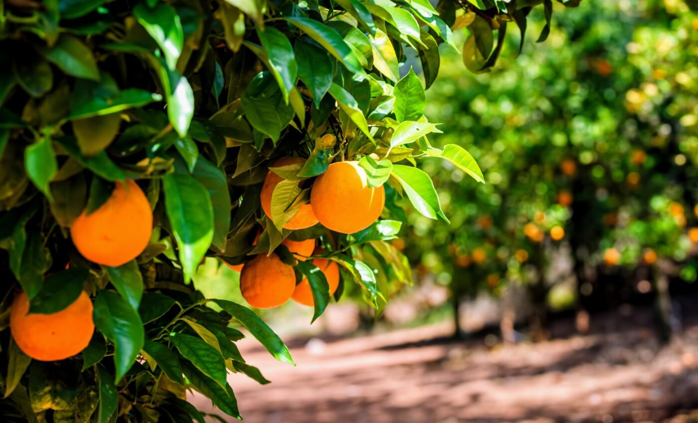 Hidden costs of organic farming: Wildlife may struggle through the transition 