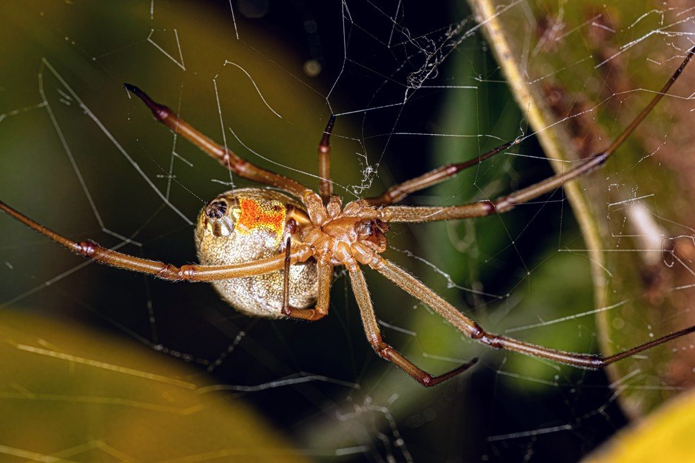Invasive brown widow spiders thrive in city landscapes