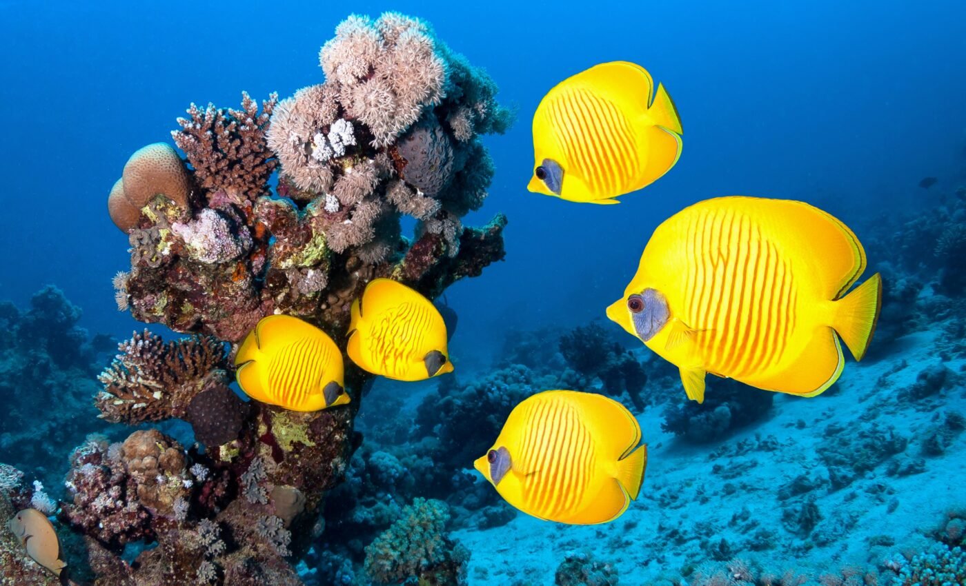 Ocean temperatures of 100 degrees has Florida battling a massive coral bleaching crisis