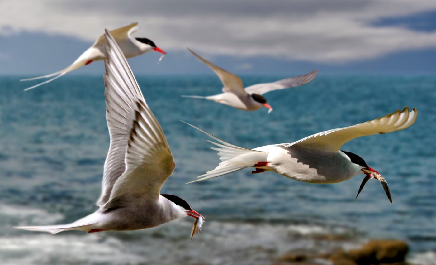 How Arctic terns may navigate the challenges of climate change