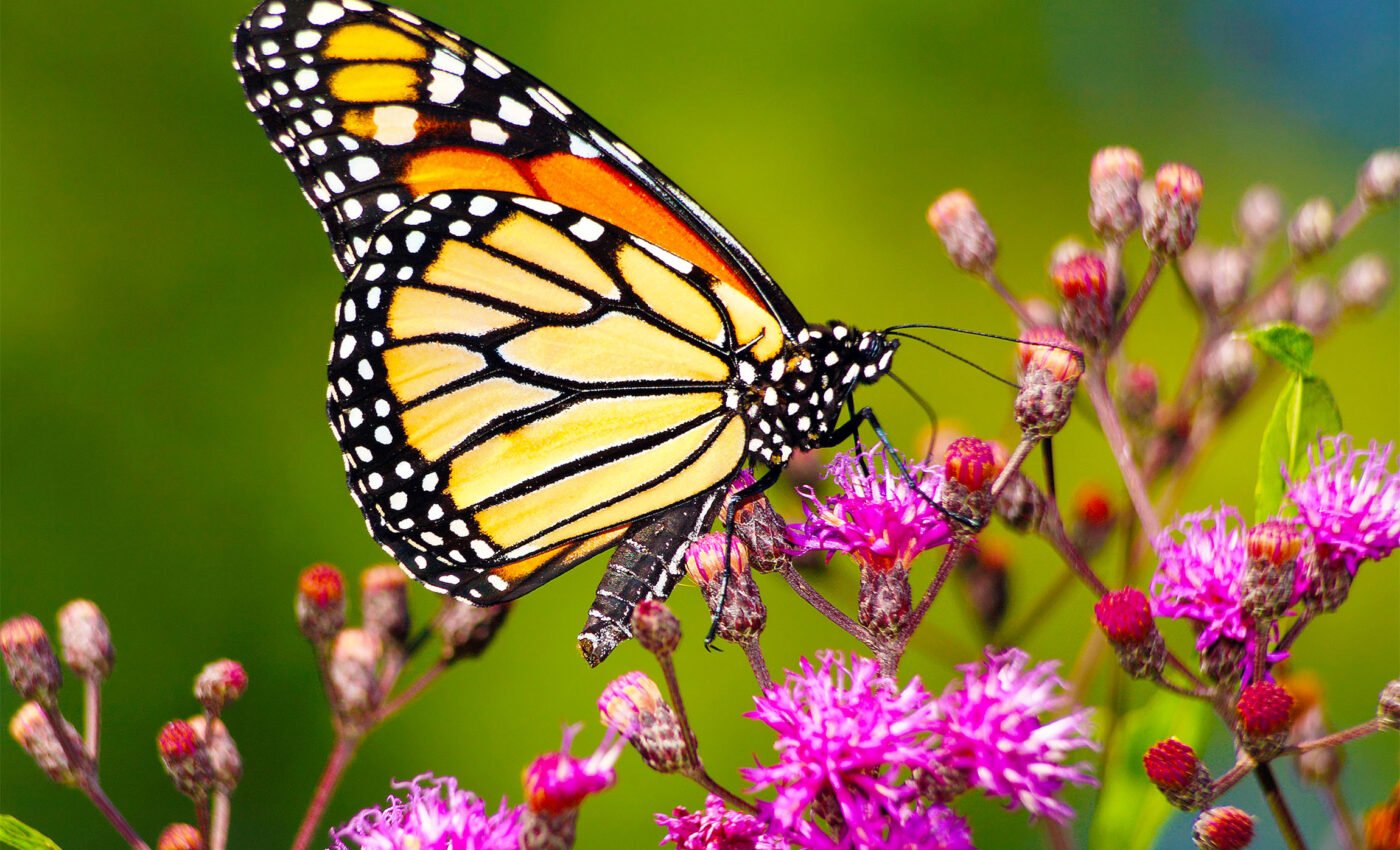 Monarch butterflies don’t like aphids any more than humans do