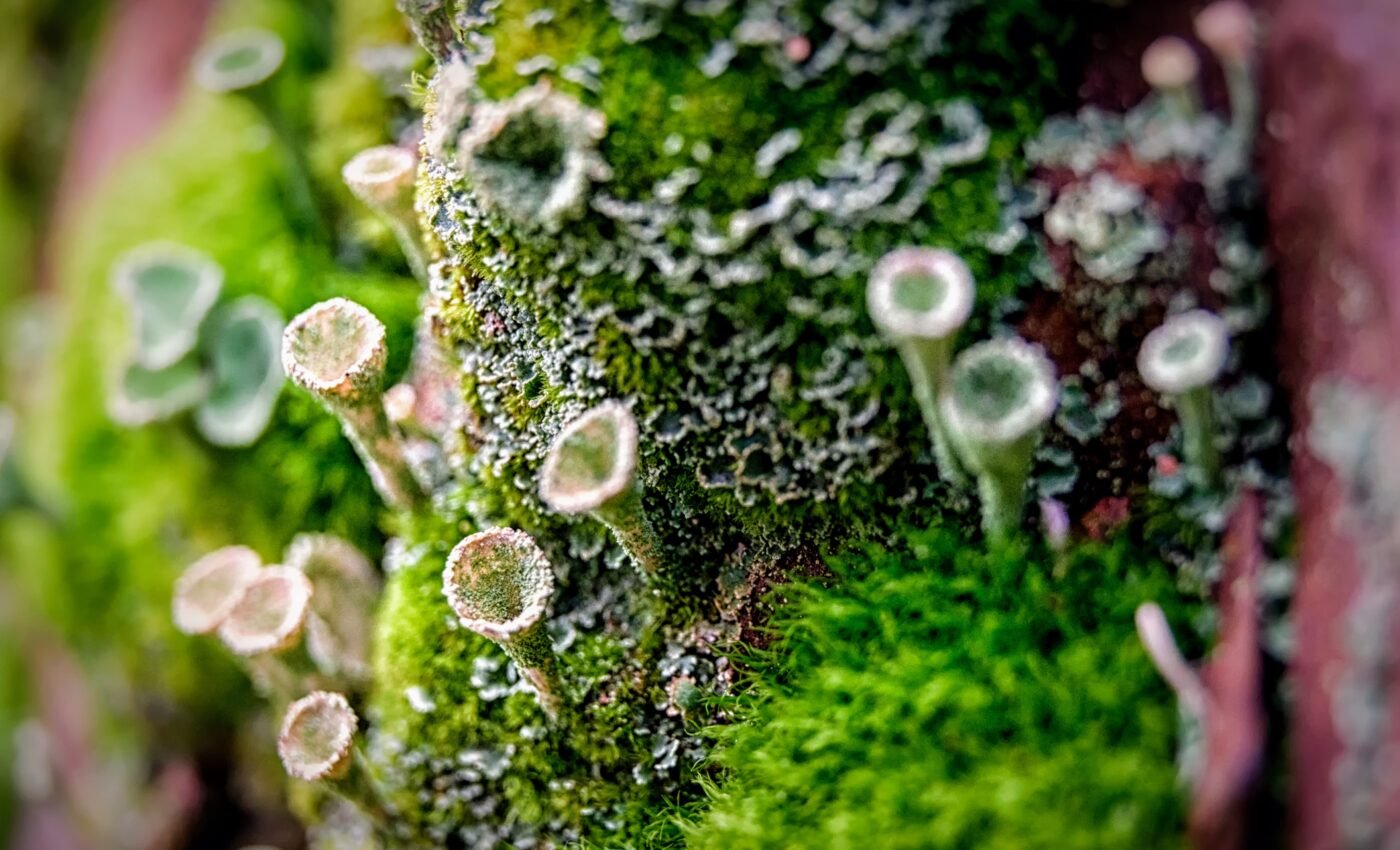 Hundreds of plant and lichen species are overlooked victims of climate change 