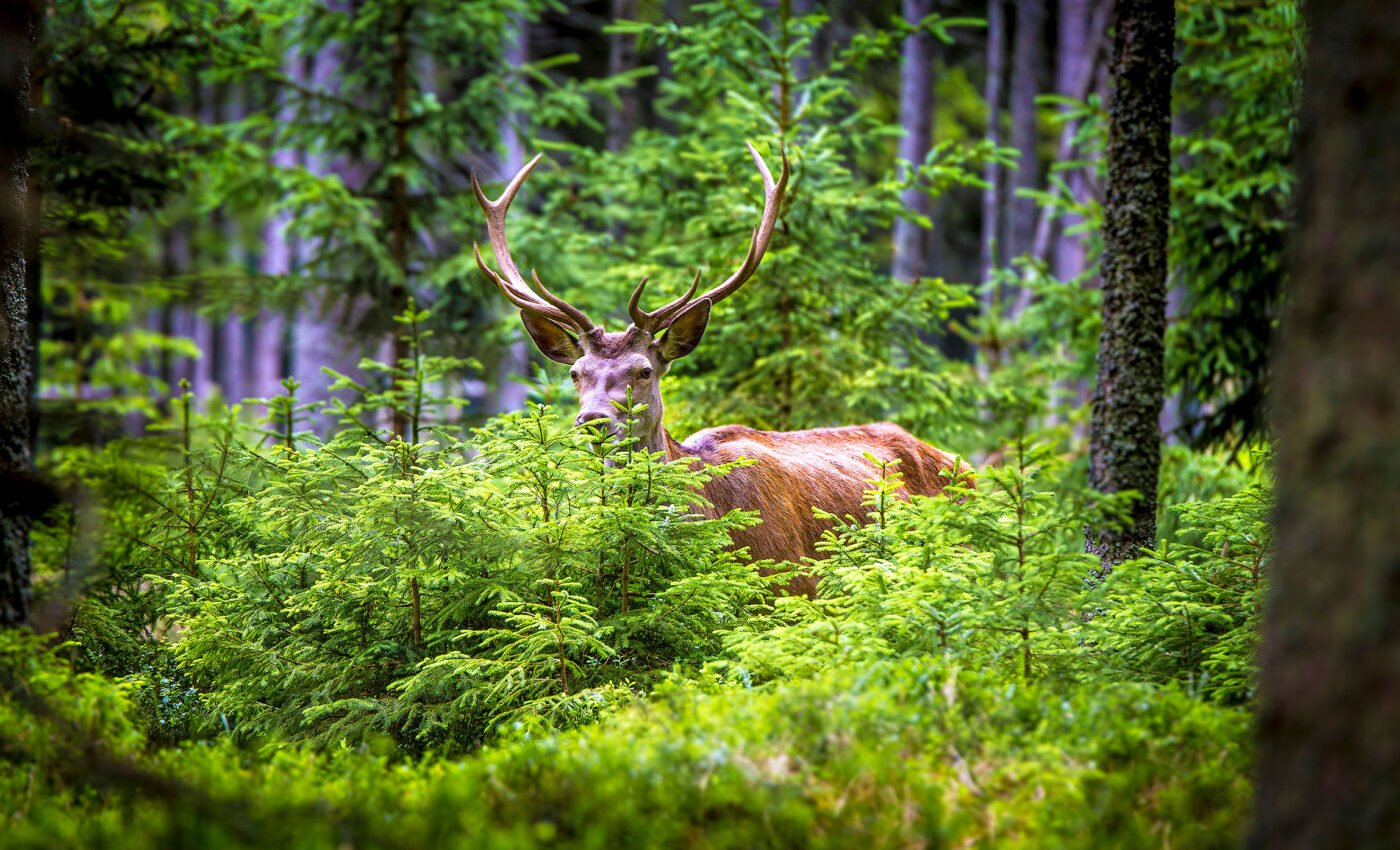 Scientists vacuumed animal DNA from the air in a forest and had amazing results