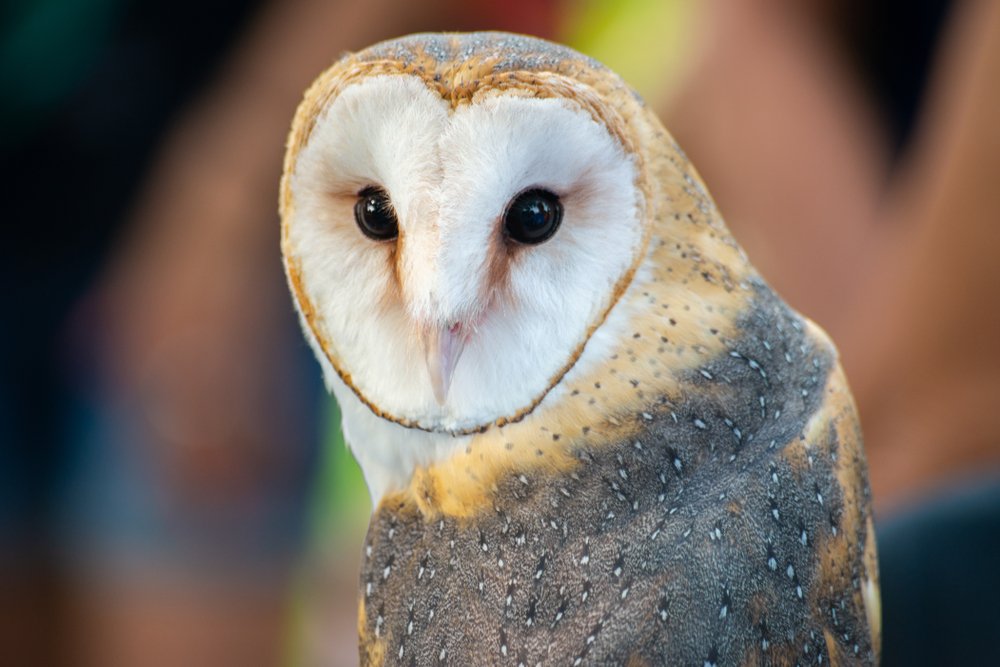 Some raptors adapt well to growing cities, but others are struggling