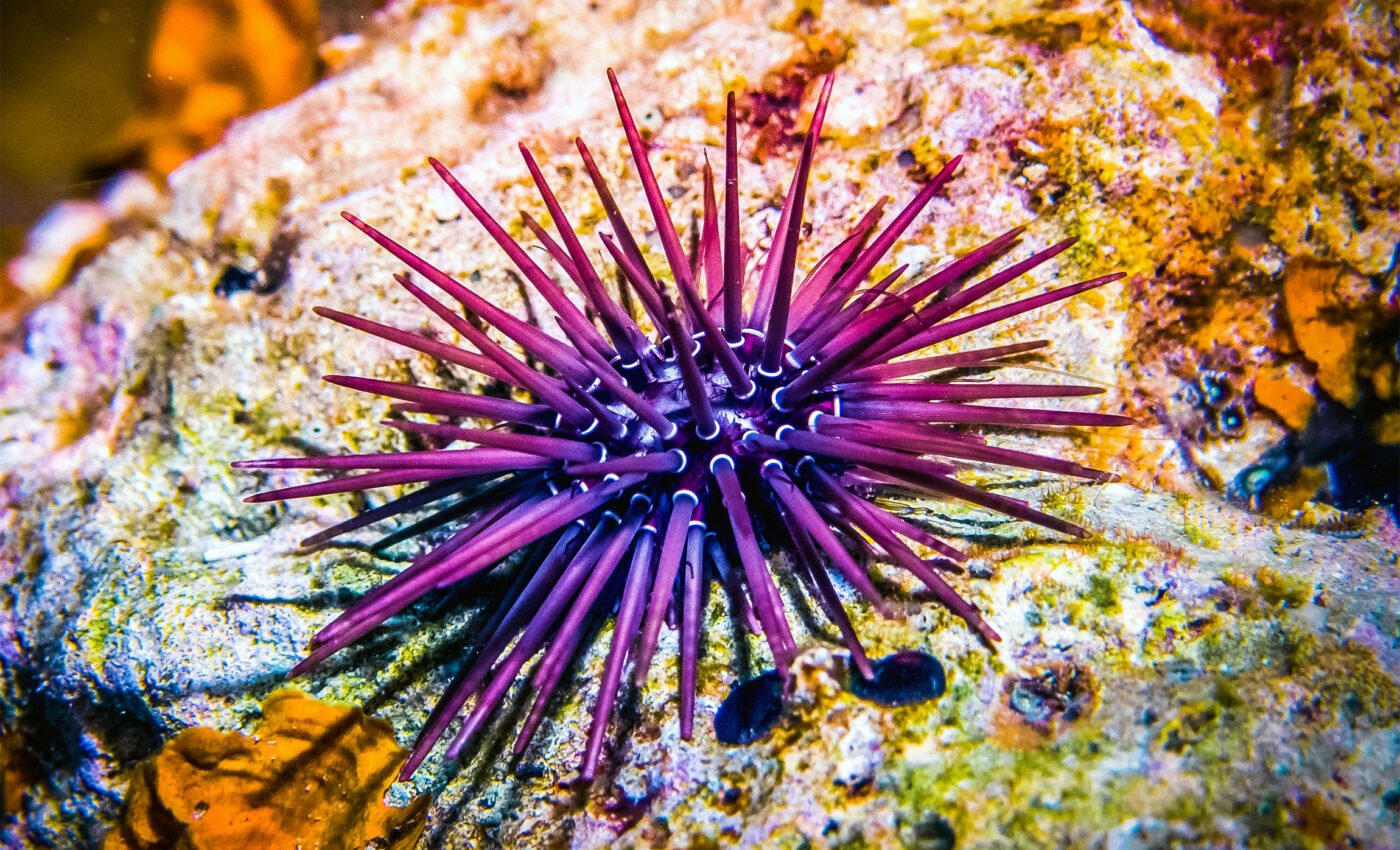 Sea urchins are struggling to survive because they can’t "get a grip"