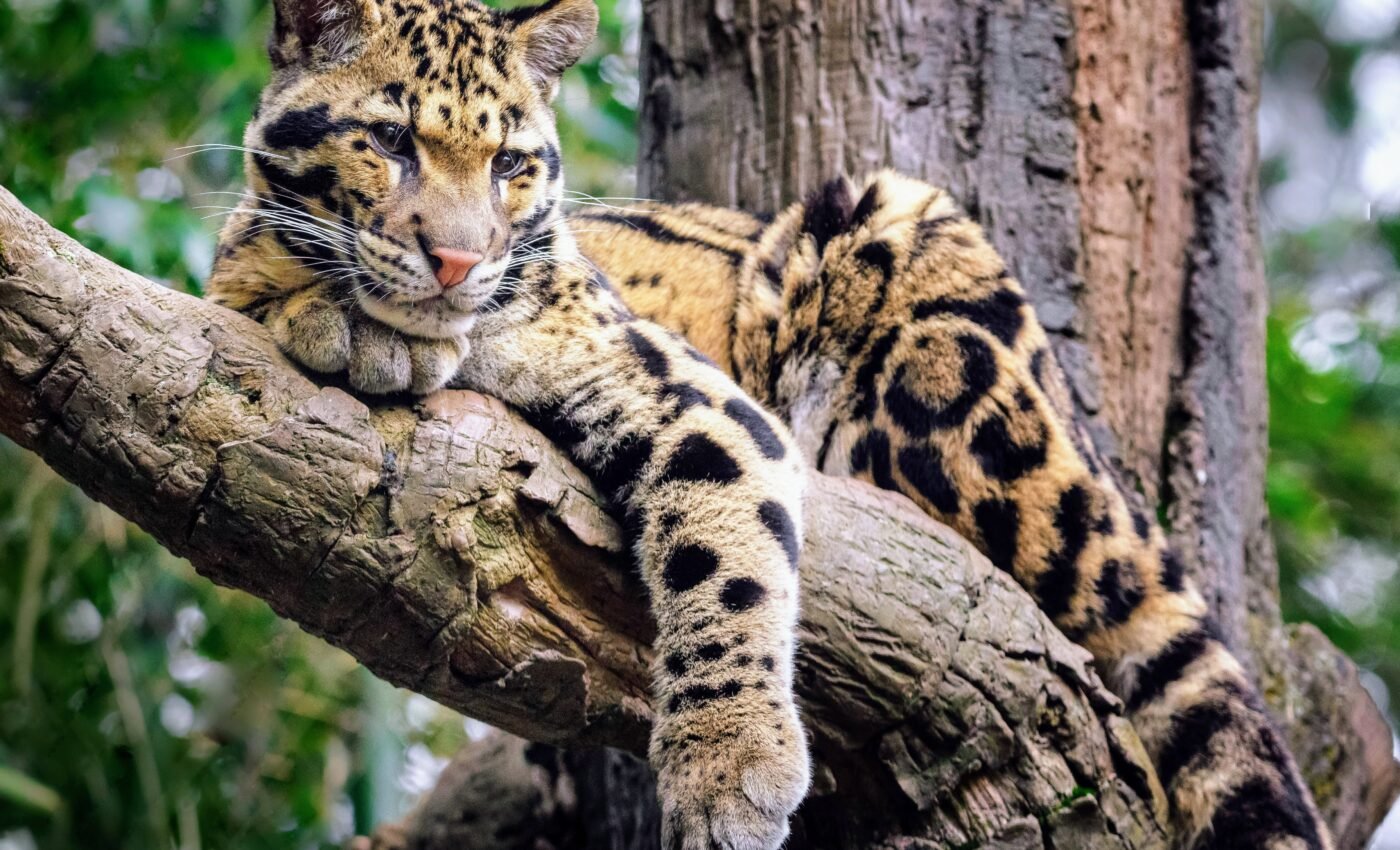 International Clouded Leopard Day: The fight to protect an elusive species