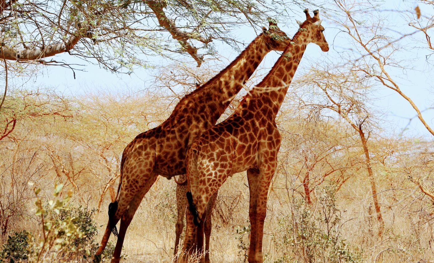 Kordofan giraffes need anti-poaching protection before they vanish forever
