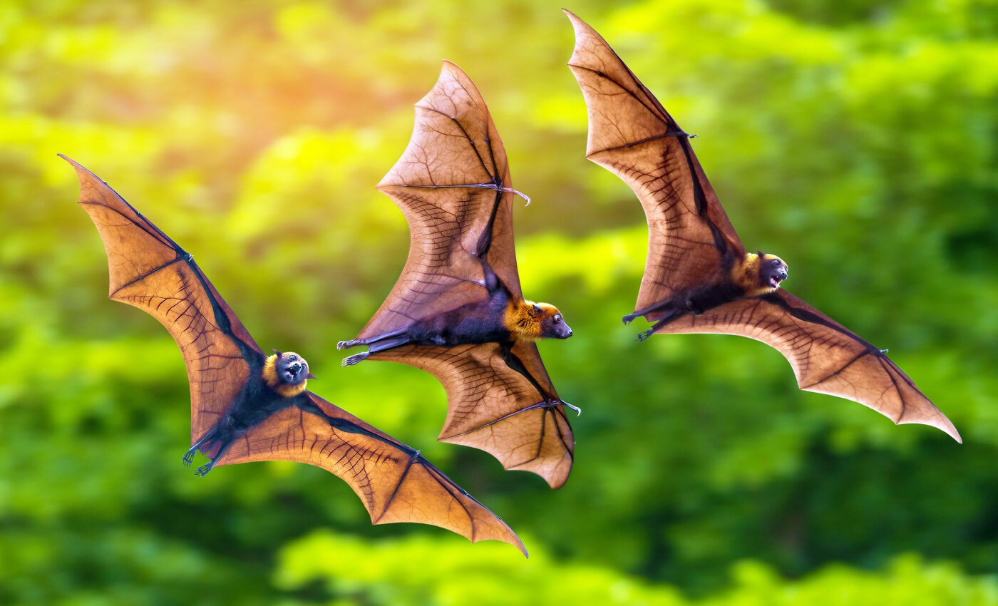 Bat activity is significantly lower at solar farm sites