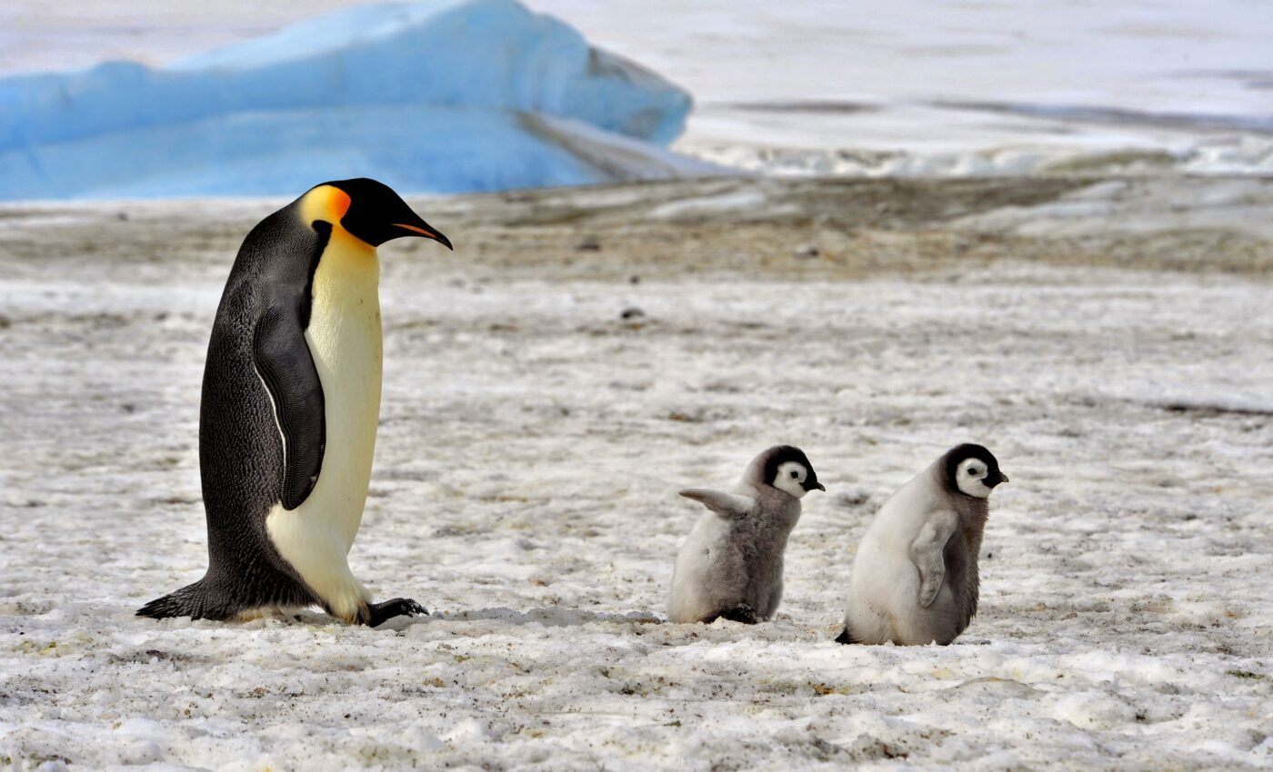 Antarctica in distress: The escalating consequences of global warming