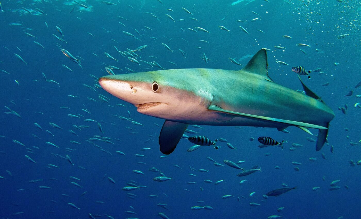 Top marine predators may suffer massive habitat loss by 2100