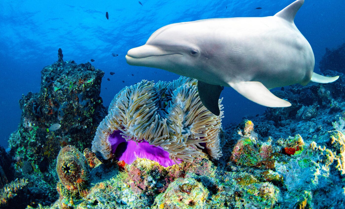 Microplastics found embedded in tissues of whales and dolphins