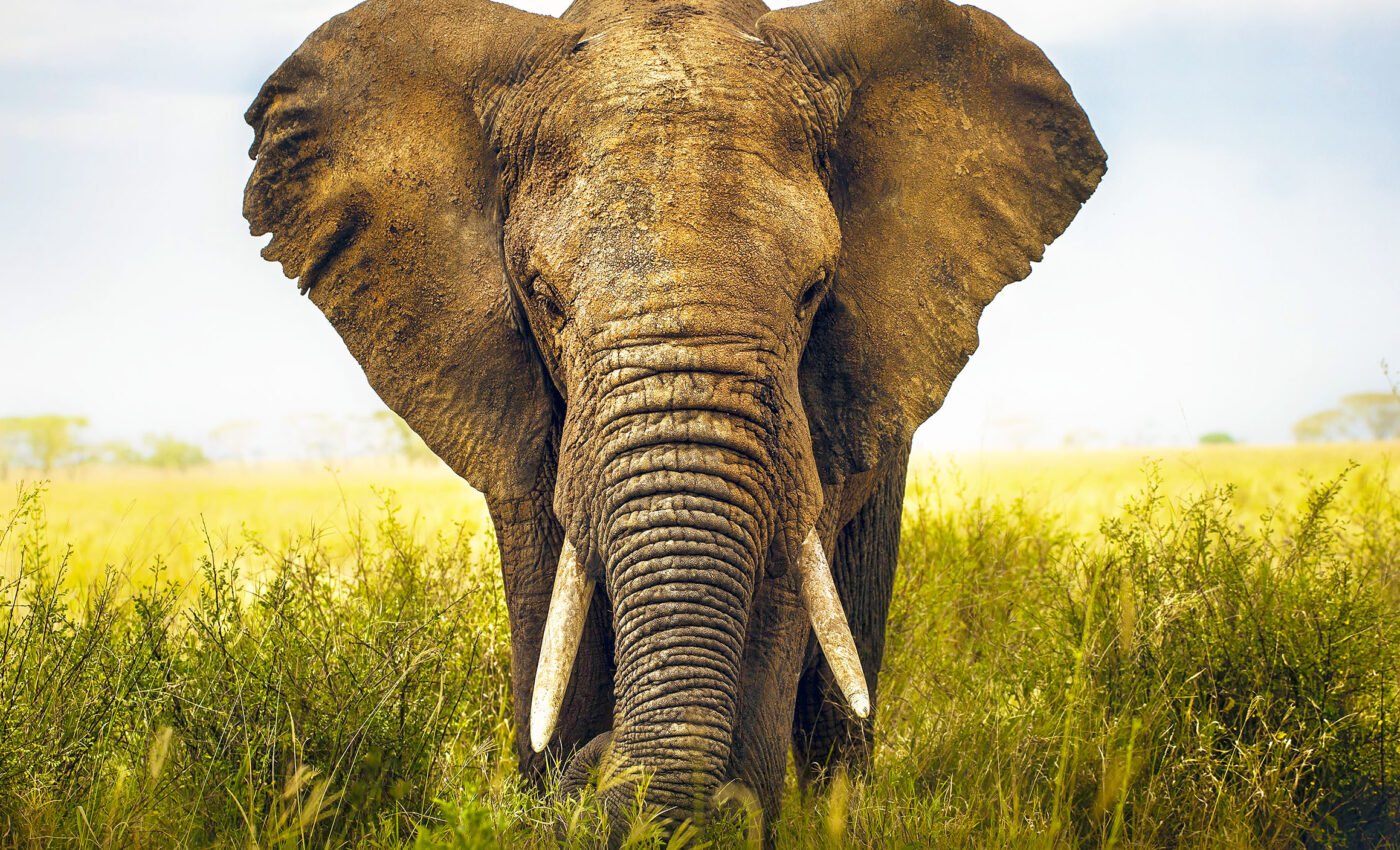 World Elephant Day: Understanding, celebrating, and protecting Earth’s gentle giants