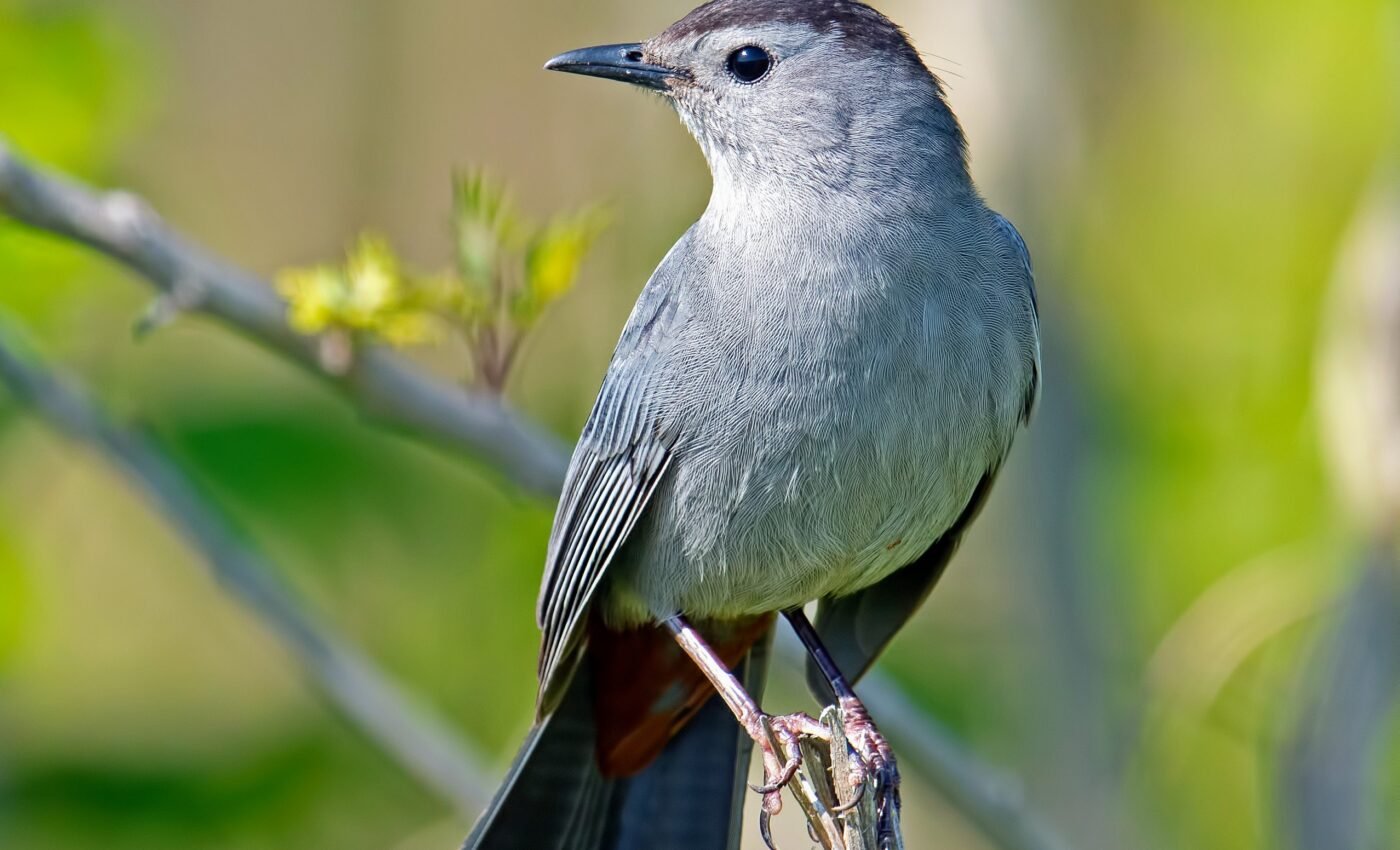 Study reveals startling impacts of artificial light on backyard birds