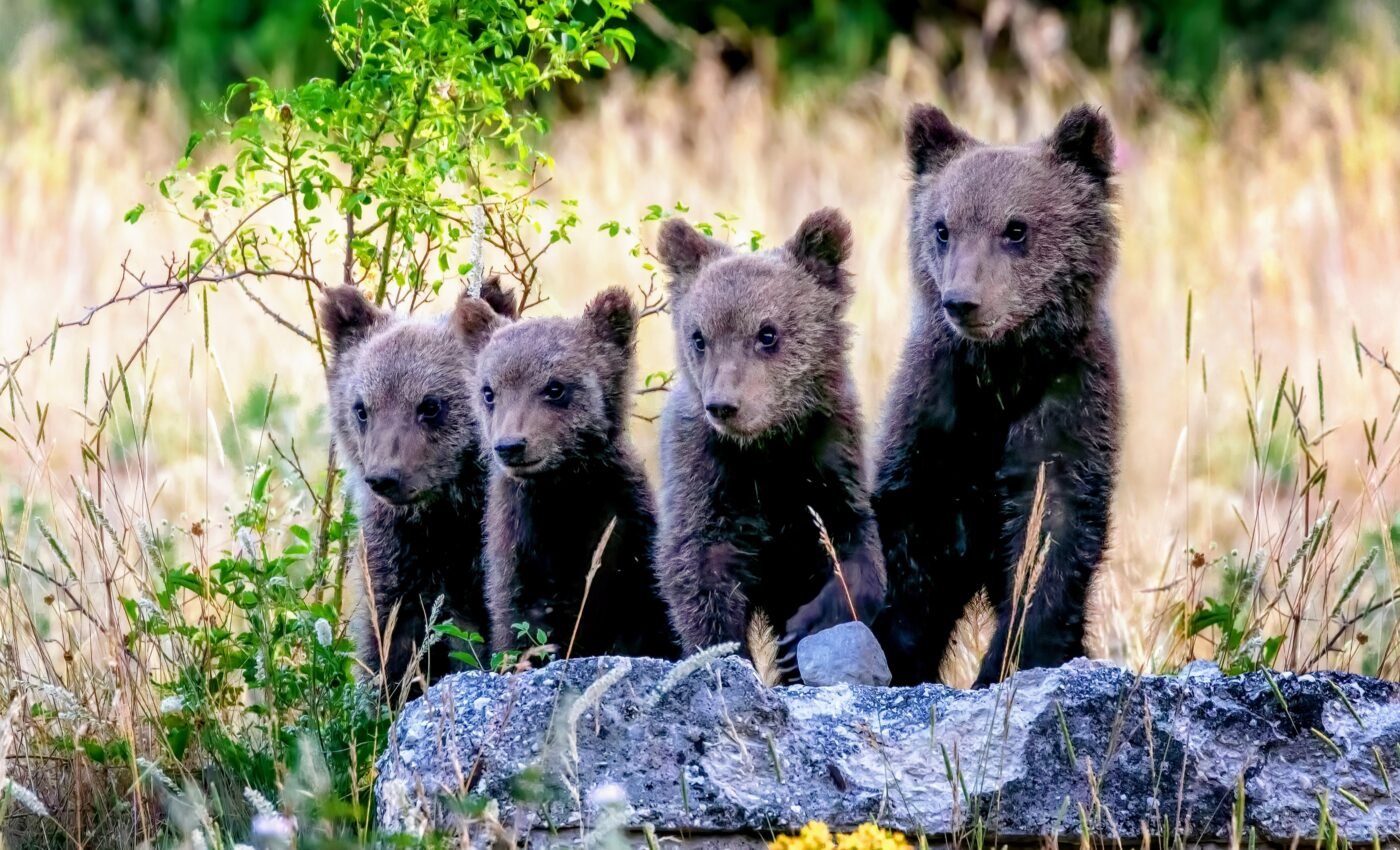 Study addresses the global need for human-wildlife coexistence