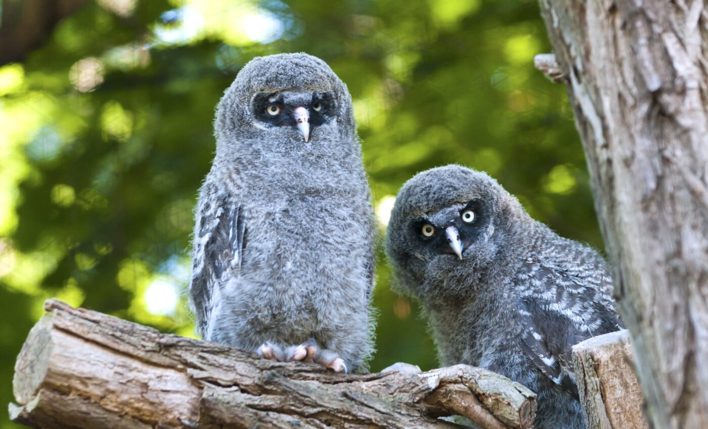 Birds have mastered the art of coexisting in a changing world
