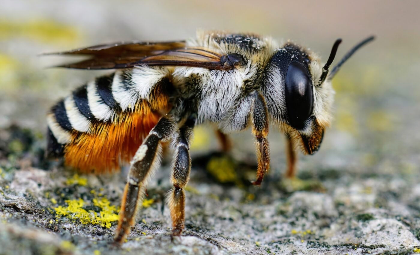 Extreme heat threatens solitary bees and global food security