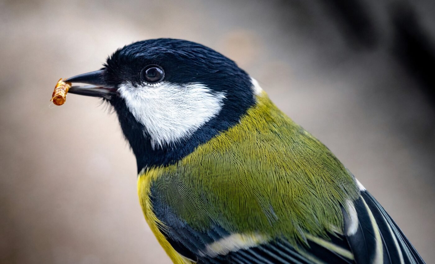 Great tits often lose their vivid colors in the city