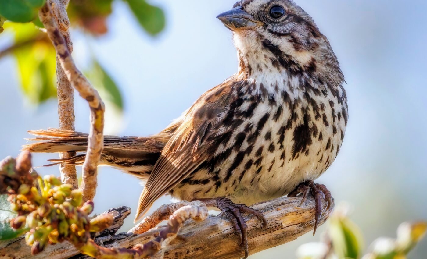 City-living transforms male song sparrows into "super fathers"