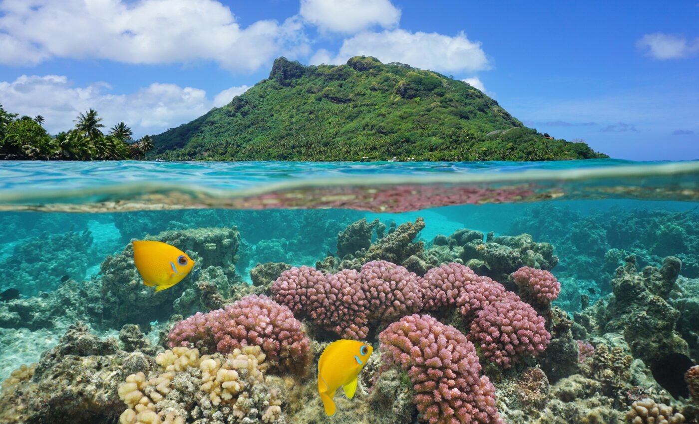 Pacific coral reefs have naturally increased their heat tolerance