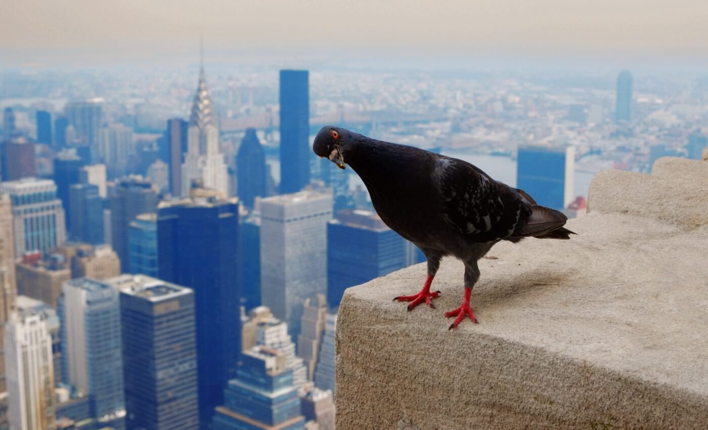 As urban heat continues to rise, birds are moving away