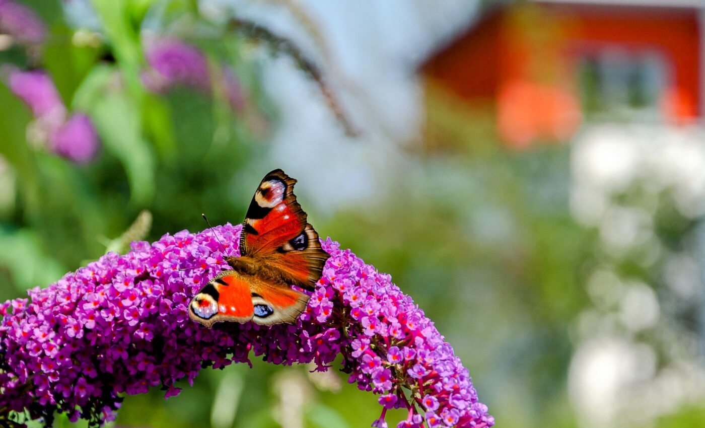 Small greening projects can dramatically boost urban biodiversity