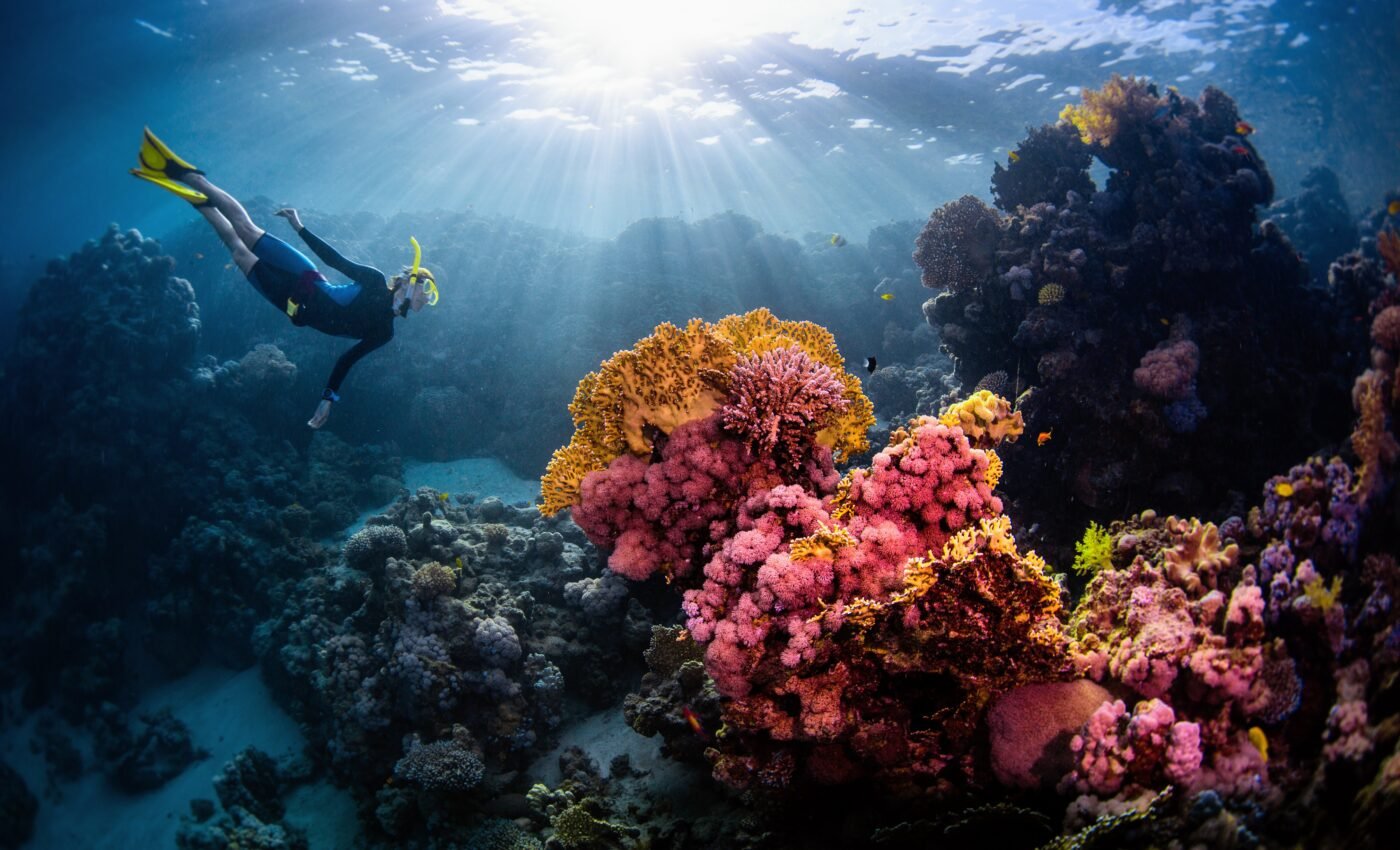 Corals have a "vegetarian side" that keeps them alive in nutrient-poor areas