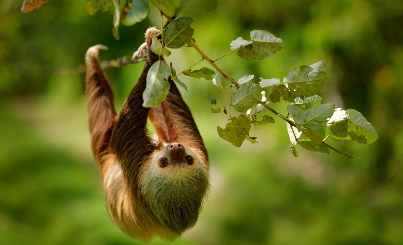 Animal diversity can be monitored by collecting DNA from leaves