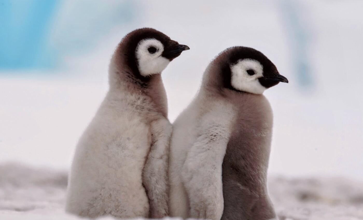 Emperor penguins face tragic breeding failures due to sea ice loss