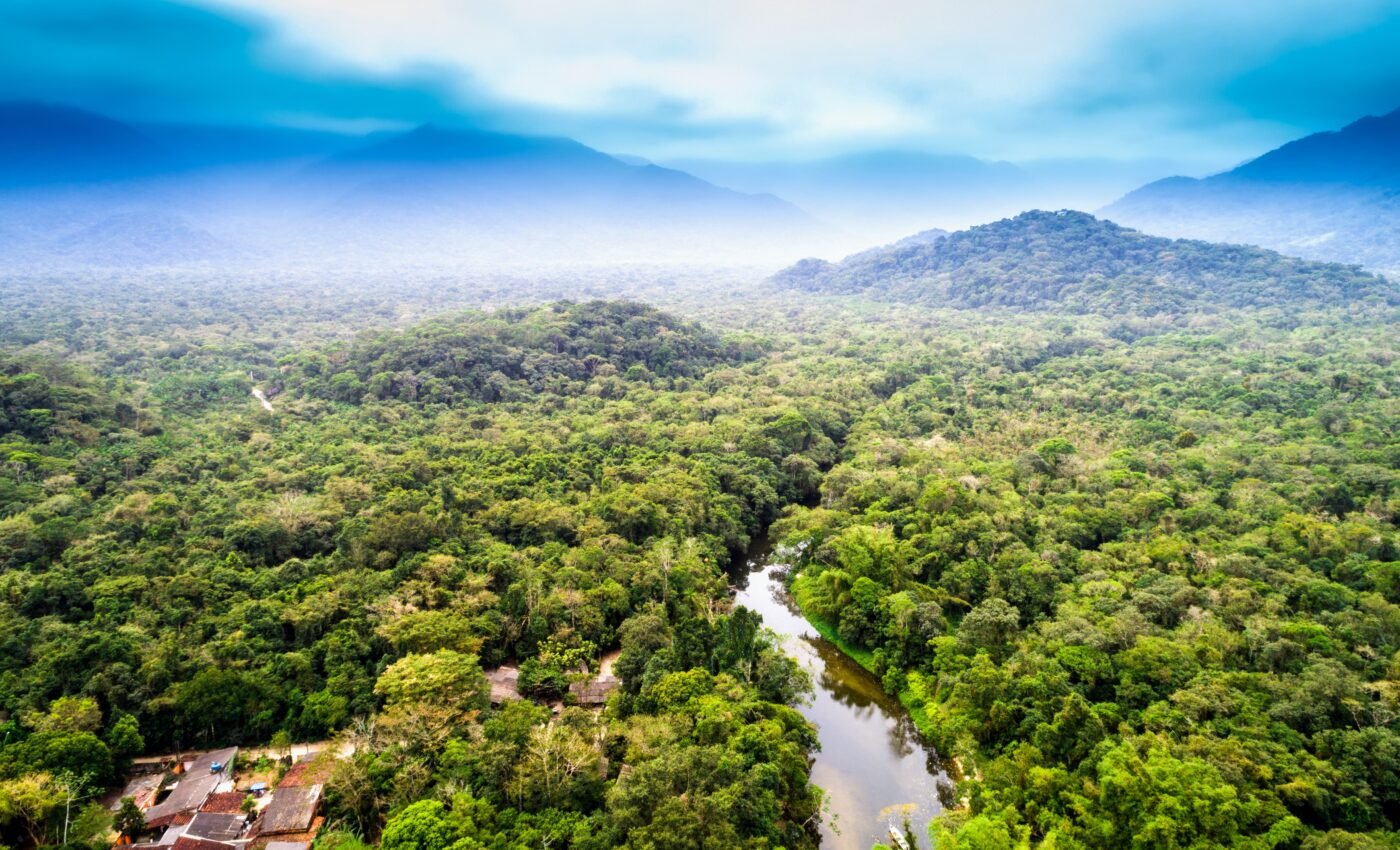 Millions of carbon credits are not tied to forest preservation, as claimed