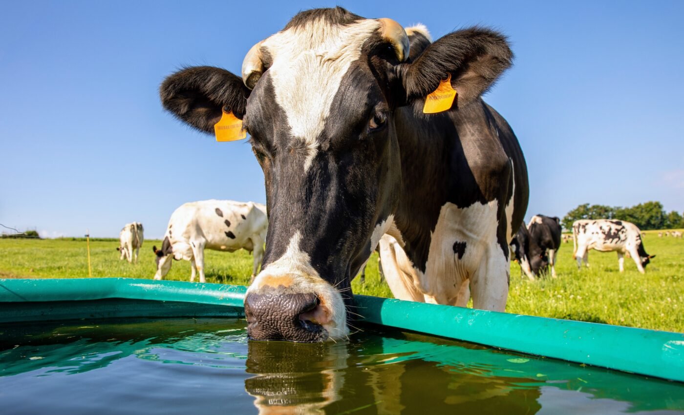 Cattle farming expansion could expose more than a billion cows to heat stress
