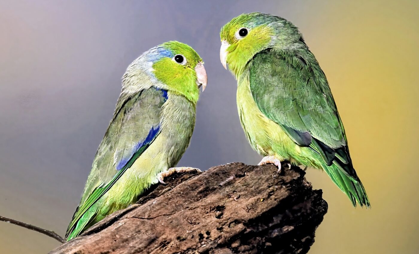 Rainforest transformation impacts reproduction among cavity-nesting birds