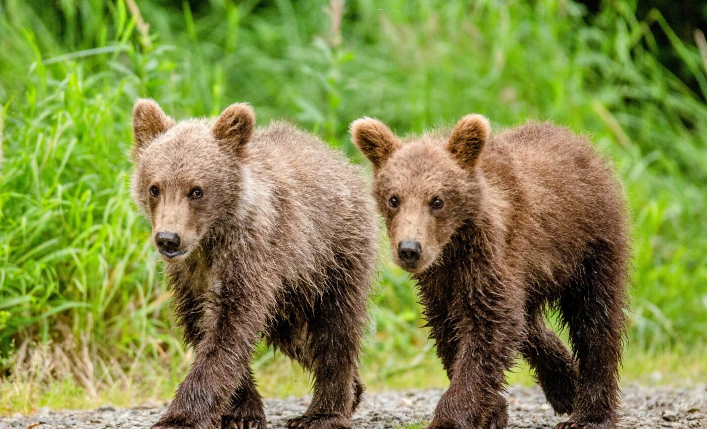 Covid lockdowns had unexpected impacts on wildlife behavior