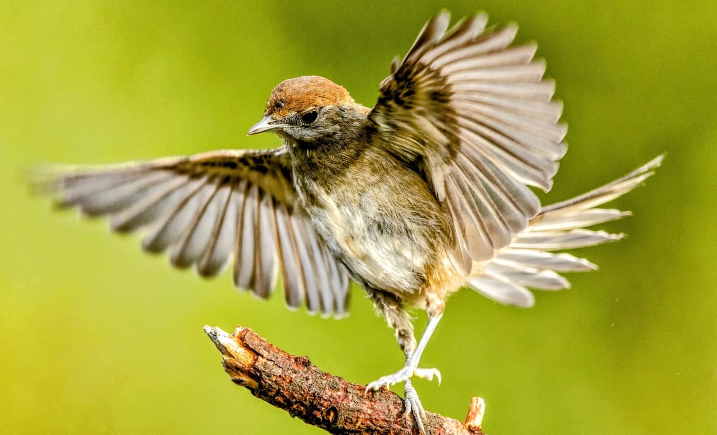 Some radio waves disrupt the magnetic compass of migratory birds
