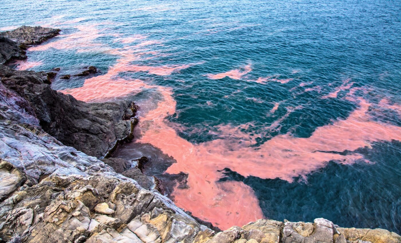 Plankton super swimmers fueled the red tide event of 2020