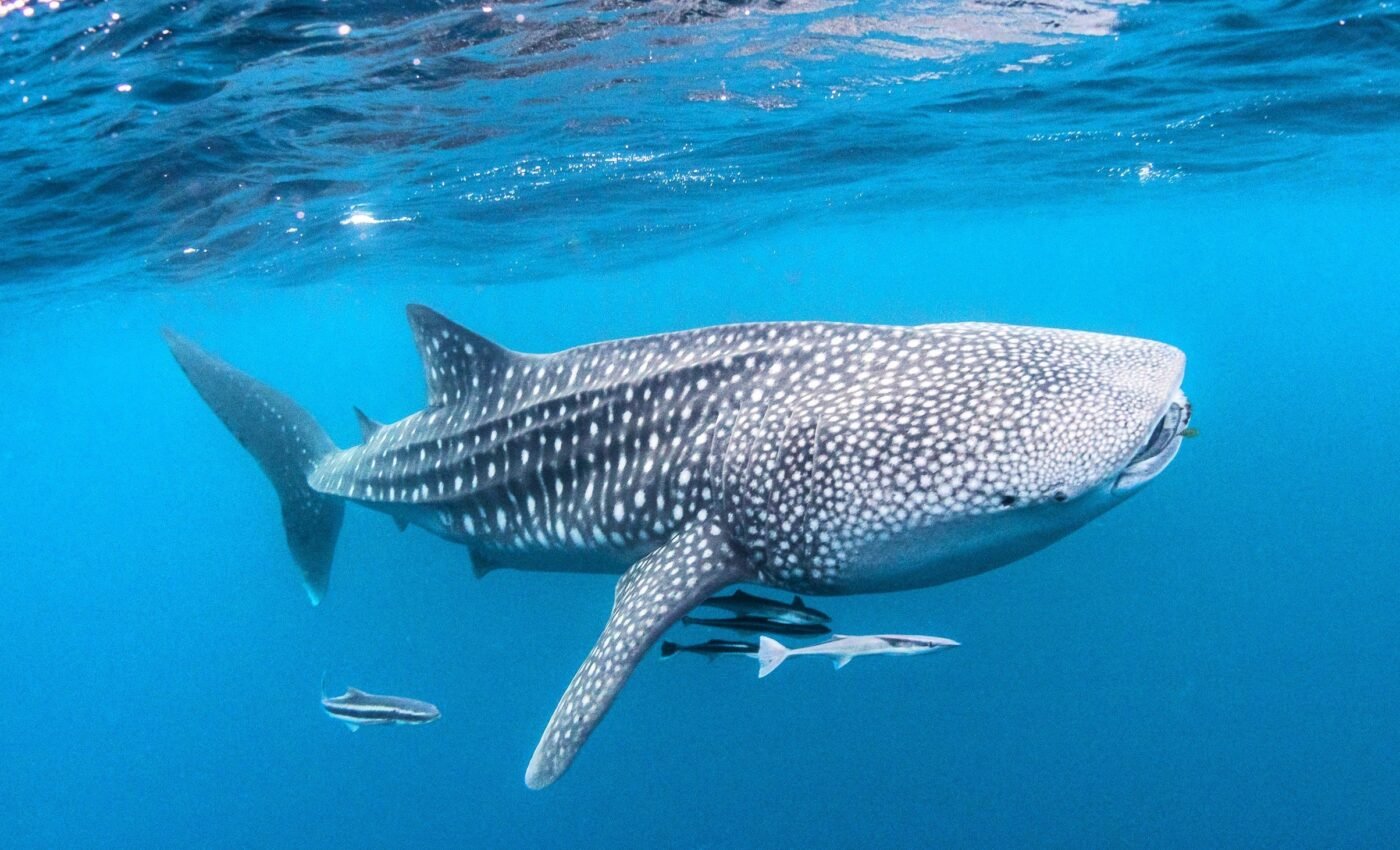 International Whale Shark Day: Protecting the gentle giants of the sea